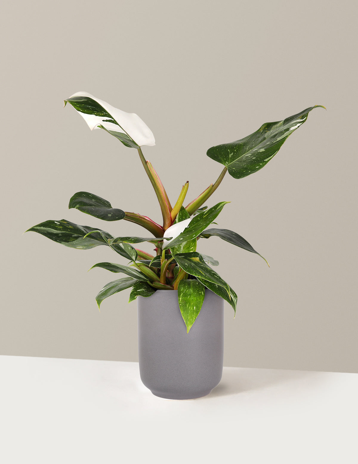 Philodendron White Princess