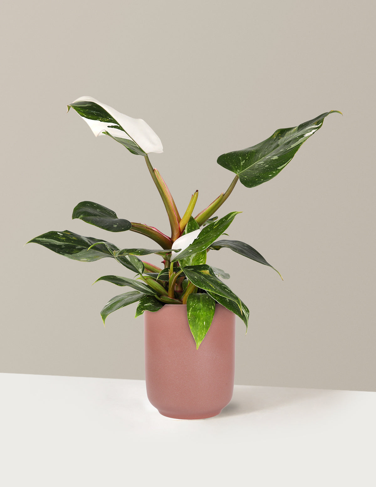 Philodendron White Princess