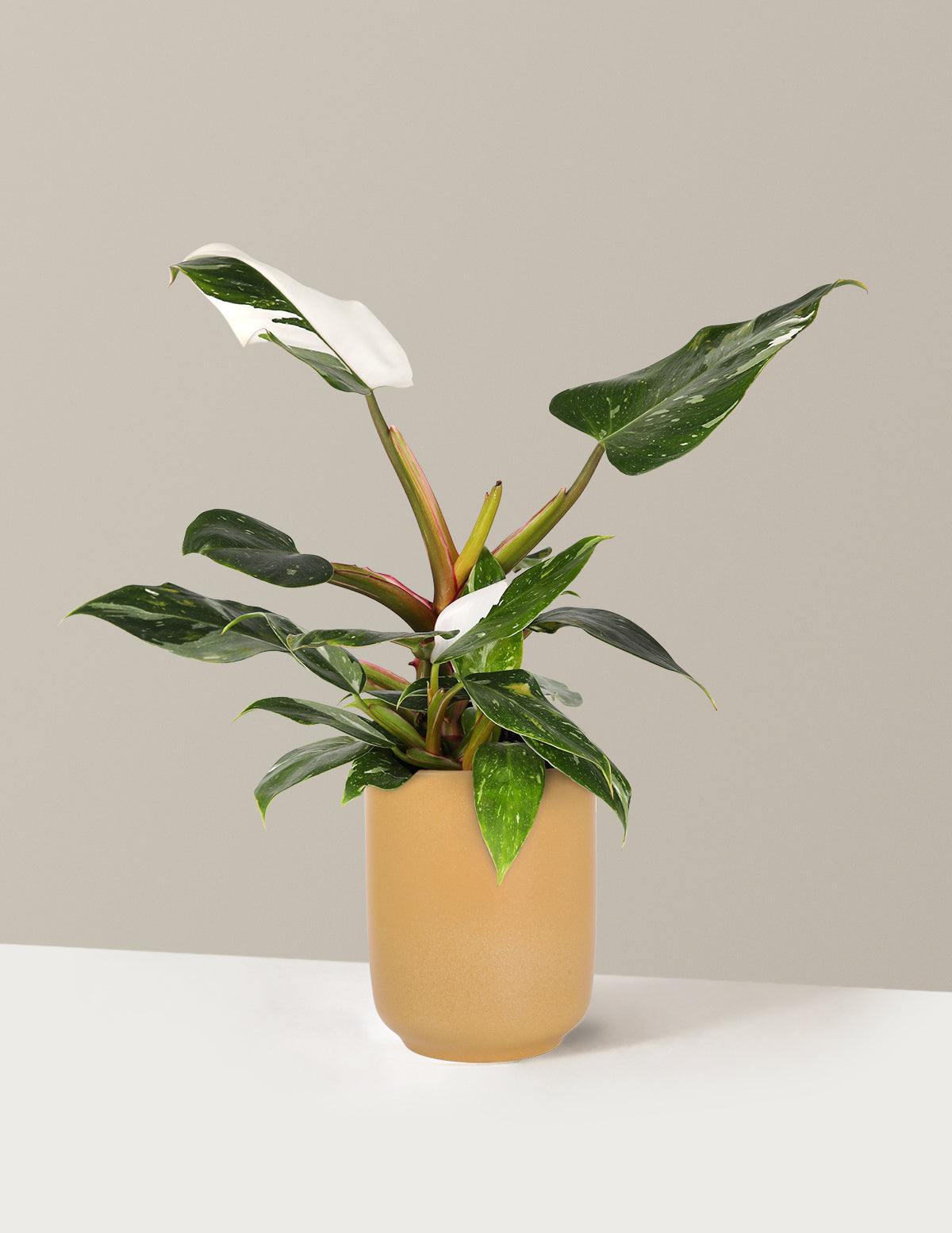 Philodendron White Princess