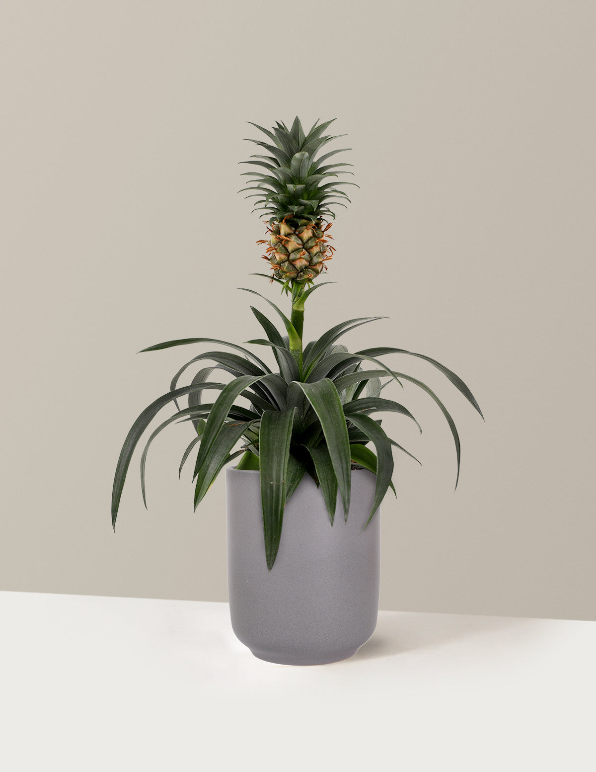 Pineapple Plant
