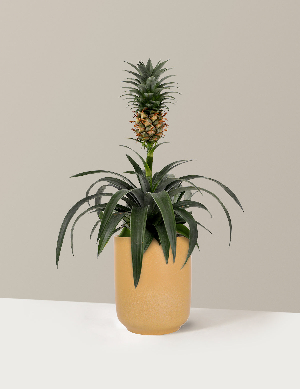 Pineapple Plant