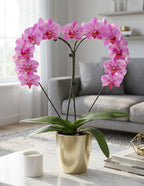 Heart Orchid