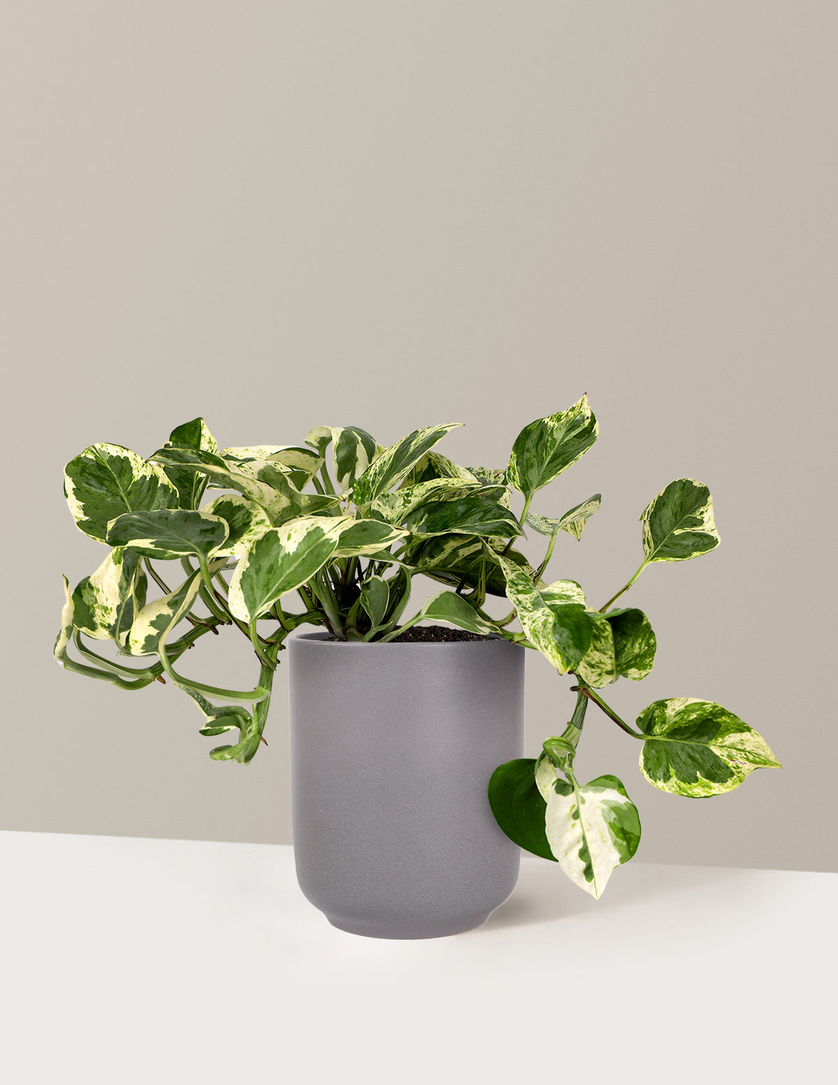 Pothos NJoy