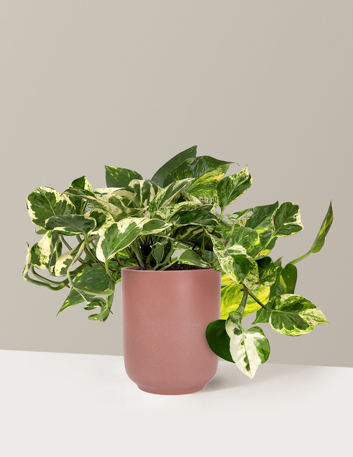 Pothos NJoy