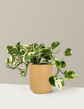 Pothos NJoy