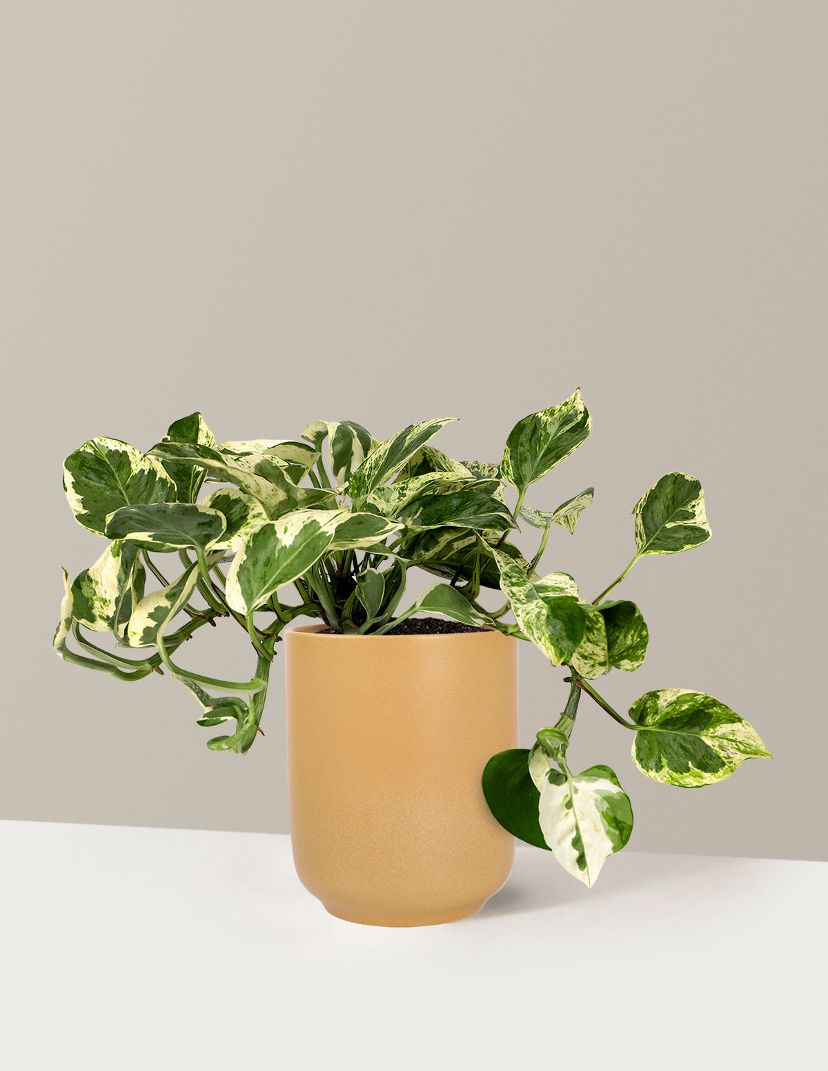 Pothos NJoy