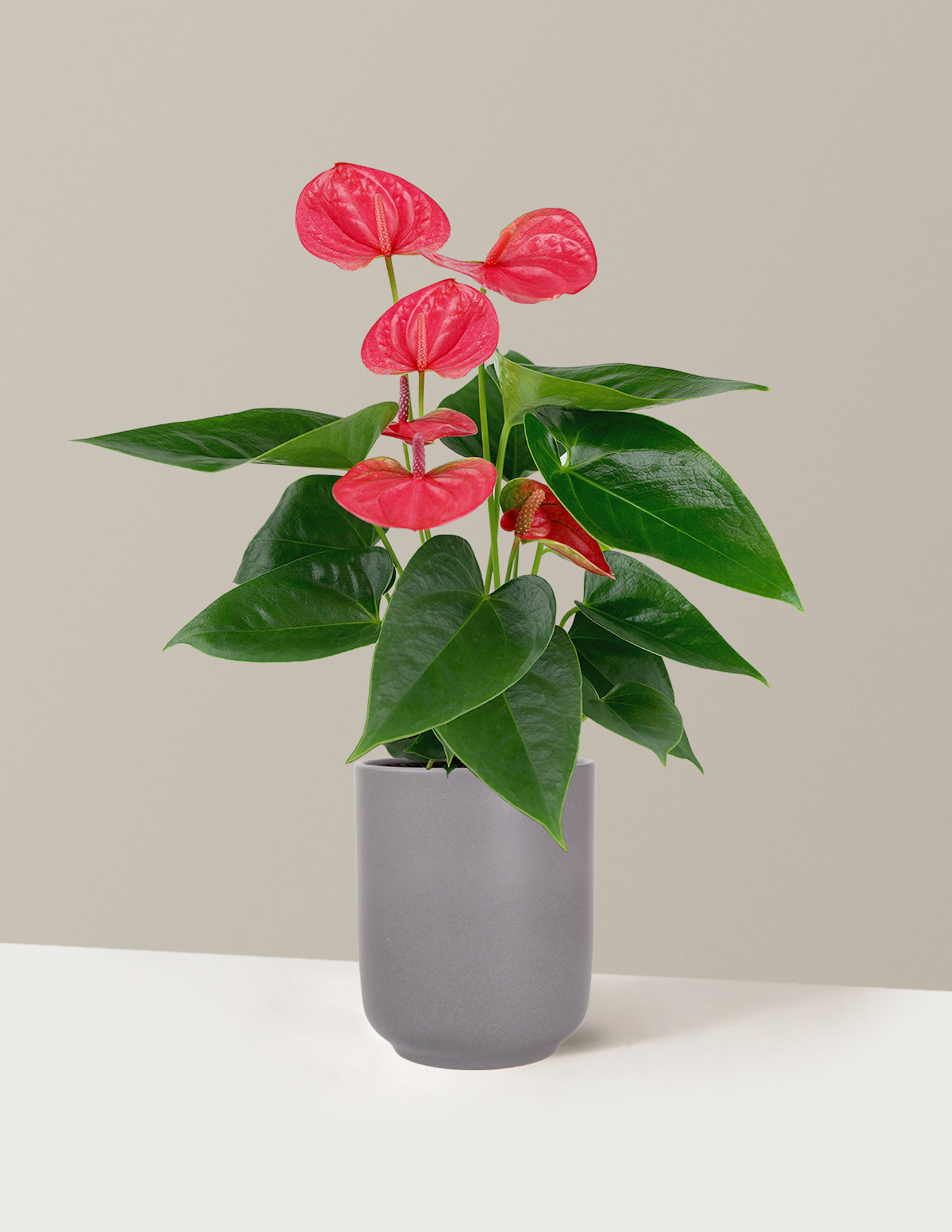 Pink Anthurium