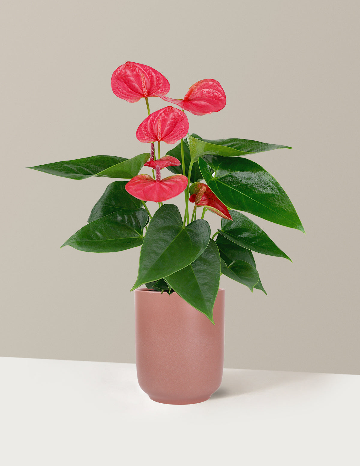 Pink Anthurium