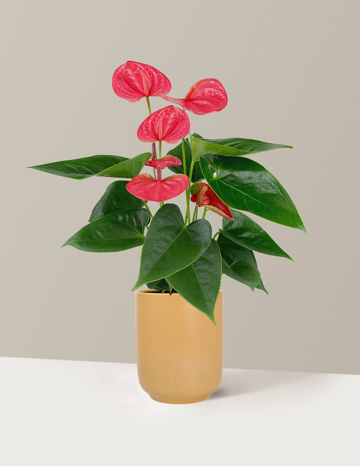 Pink Anthurium