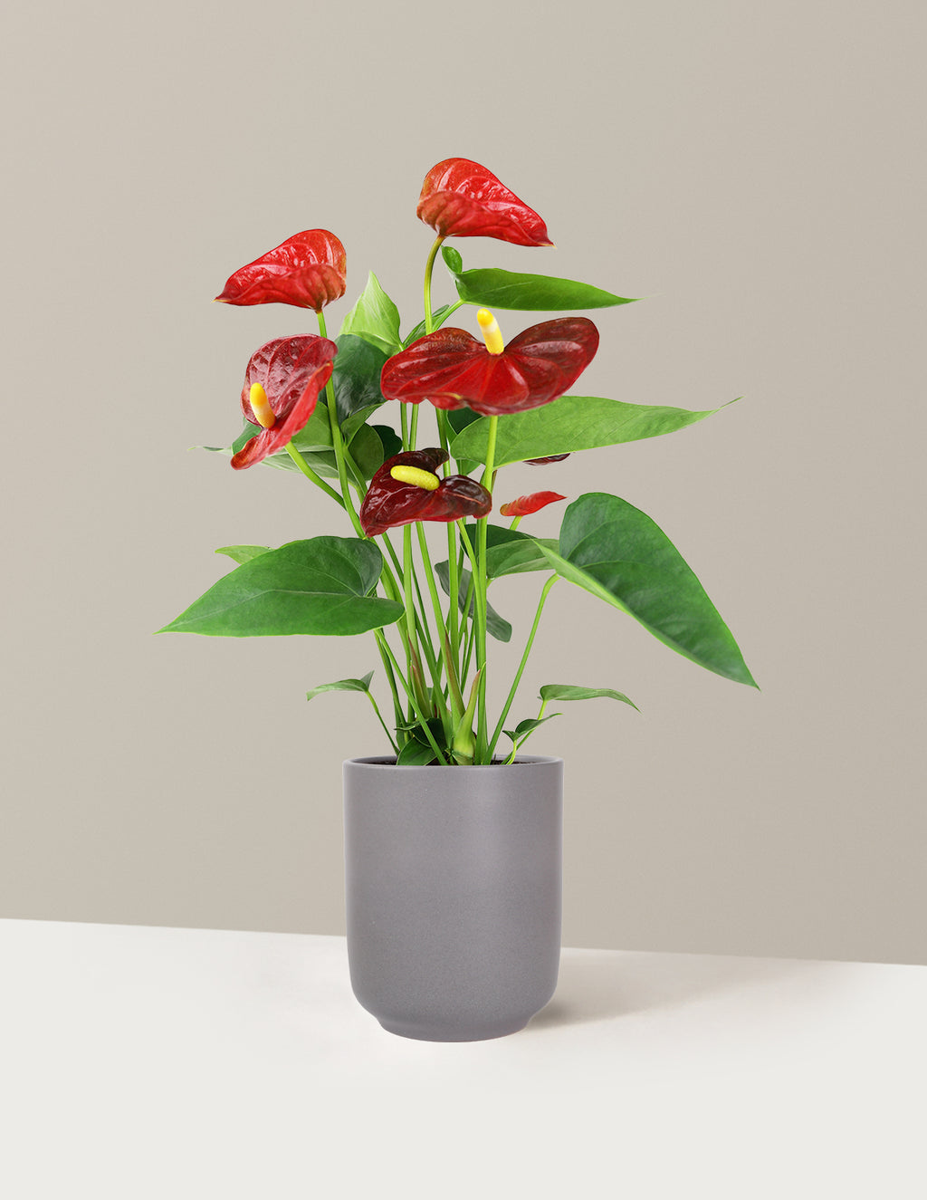 Red Anthurium