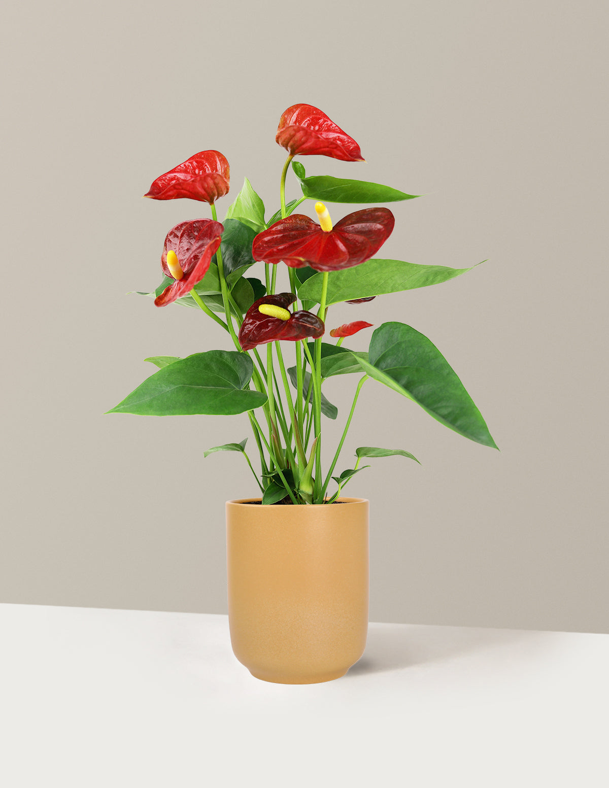 files/5IN_Premium_Anthurium_Red_in_5IN_Ceramic_The_Sill_SK_Yellow_Semi-Gloss_2026_Everyday.jpg