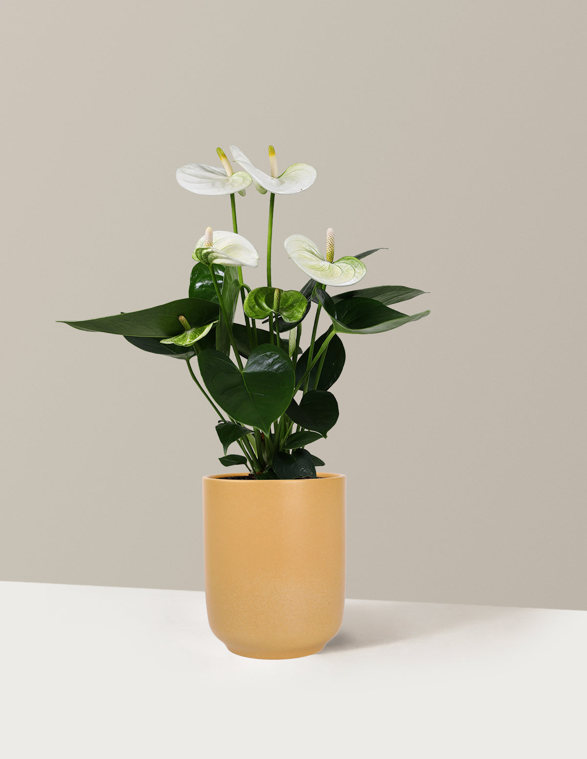 White Anthurium