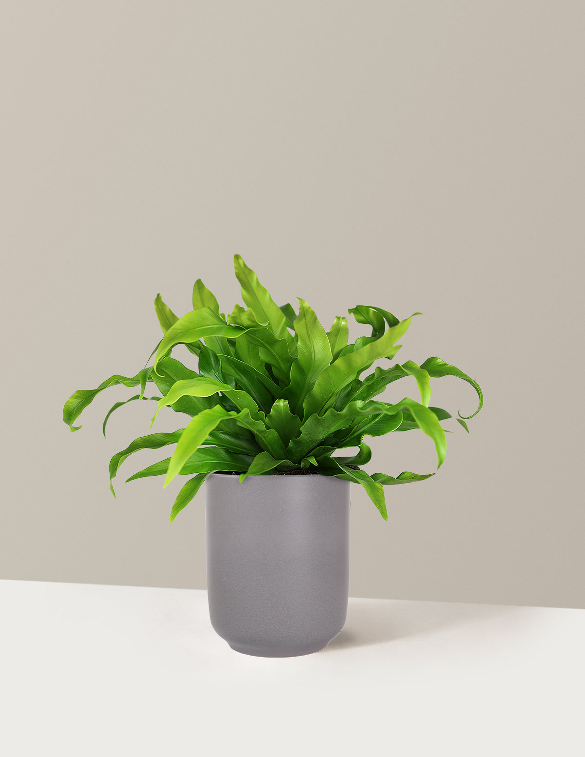 Bird's Nest Fern