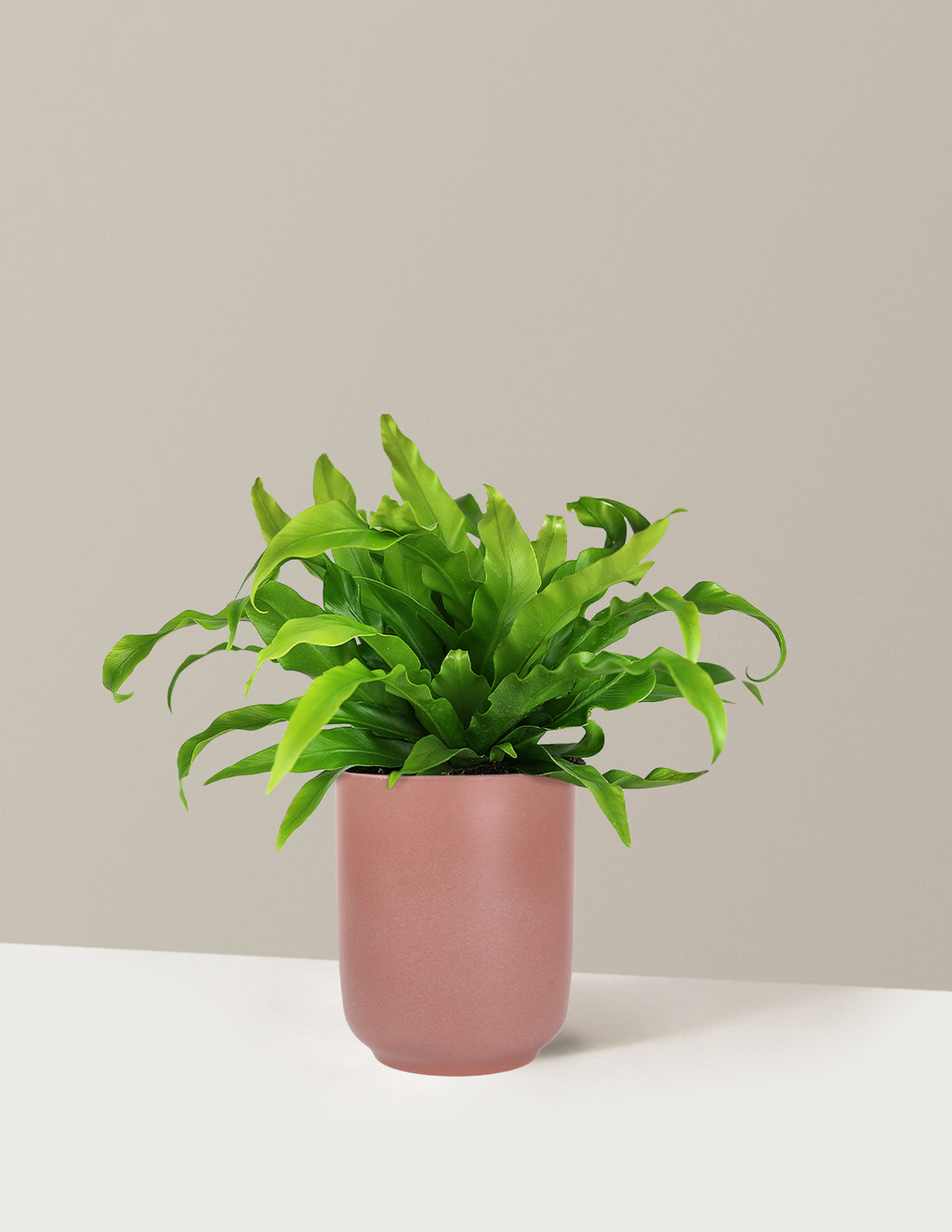 Bird's Nest Fern