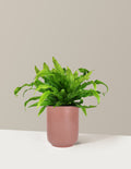 Bird's Nest Fern