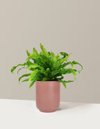 Bird's Nest Fern
