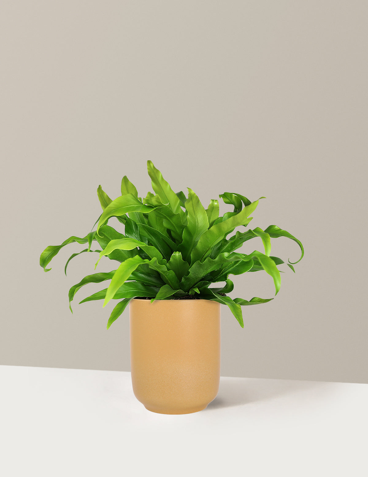 Bird's Nest Fern