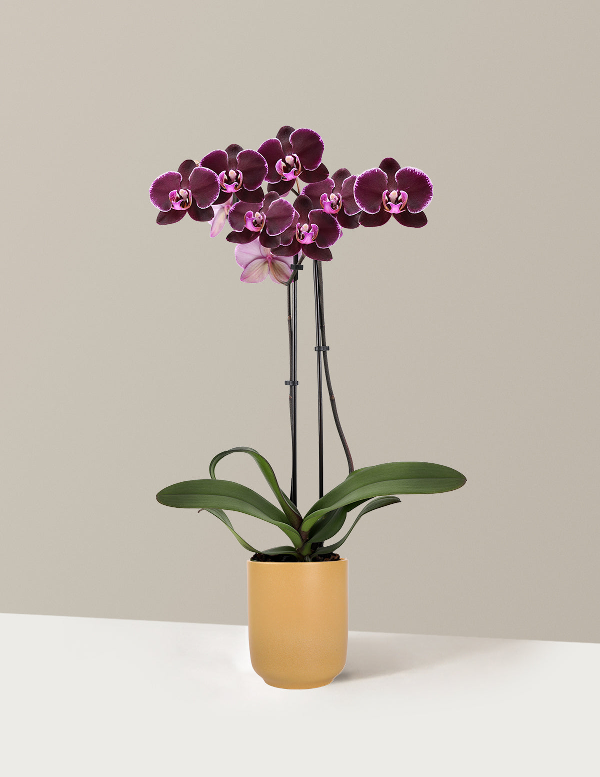 Dark Purple Orchid