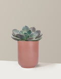 Echeveria Garotto