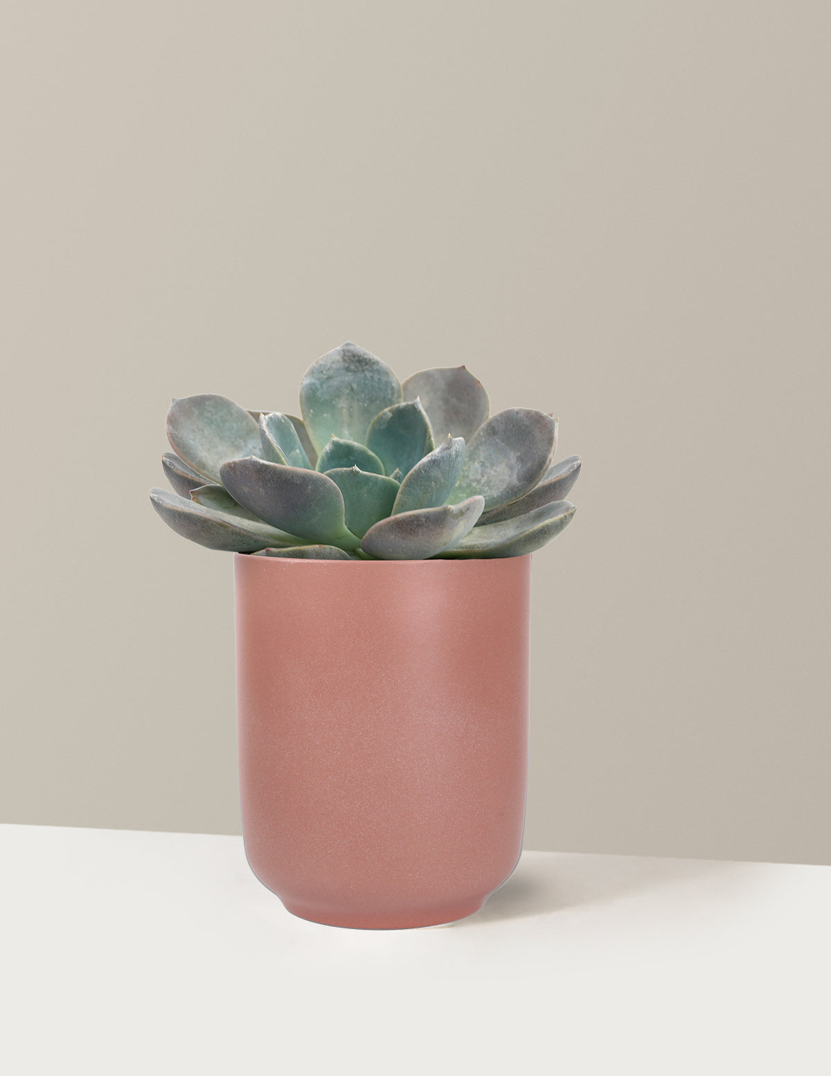 files/5IN_Premium_Echeveria_Garotto_in_5IN_Ceramic_The_Sill_SK_Pink_Semi-Gloss_2026_Everyday.jpg