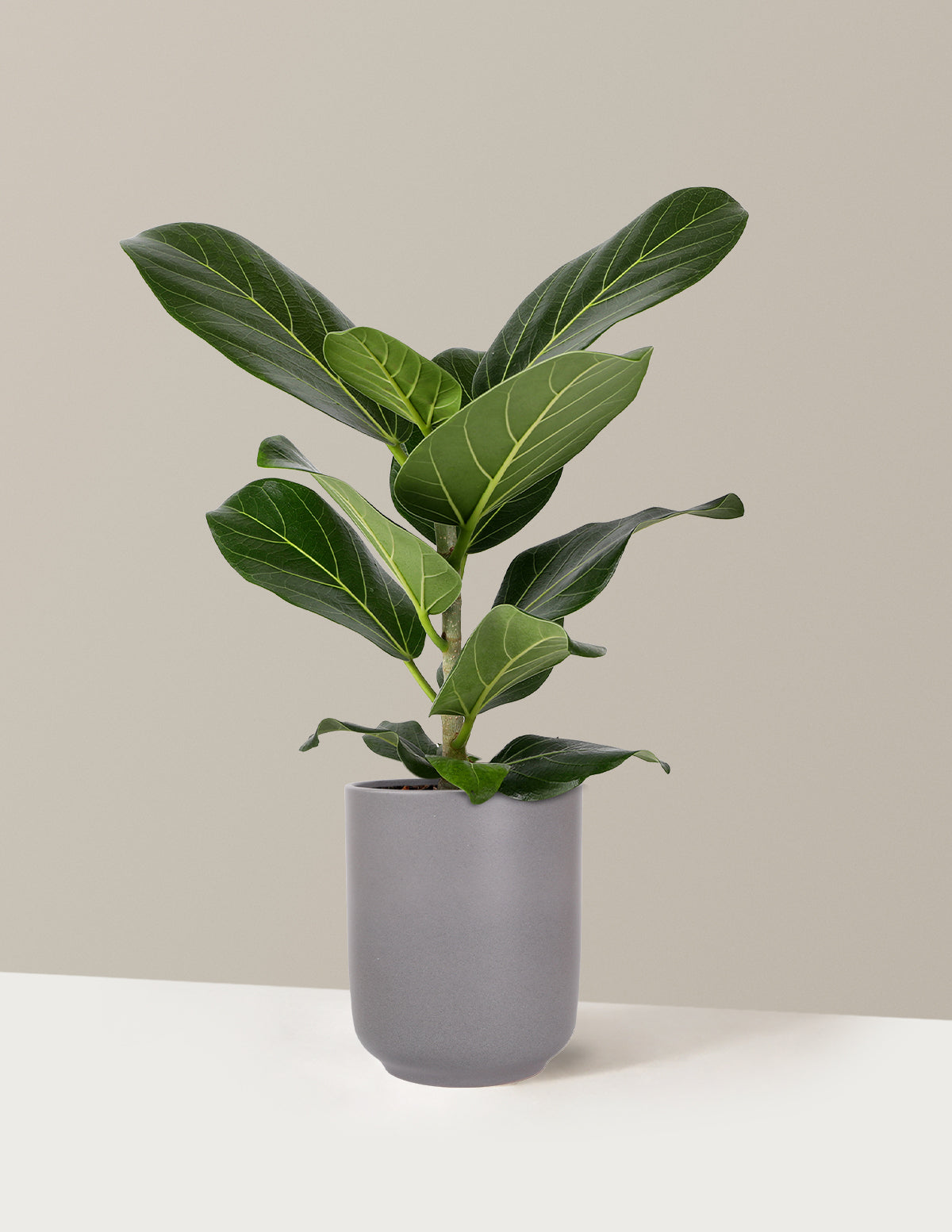 Ficus Audrey Bush