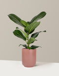 Ficus Audrey Bush