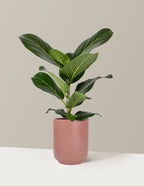 Ficus Audrey Bush