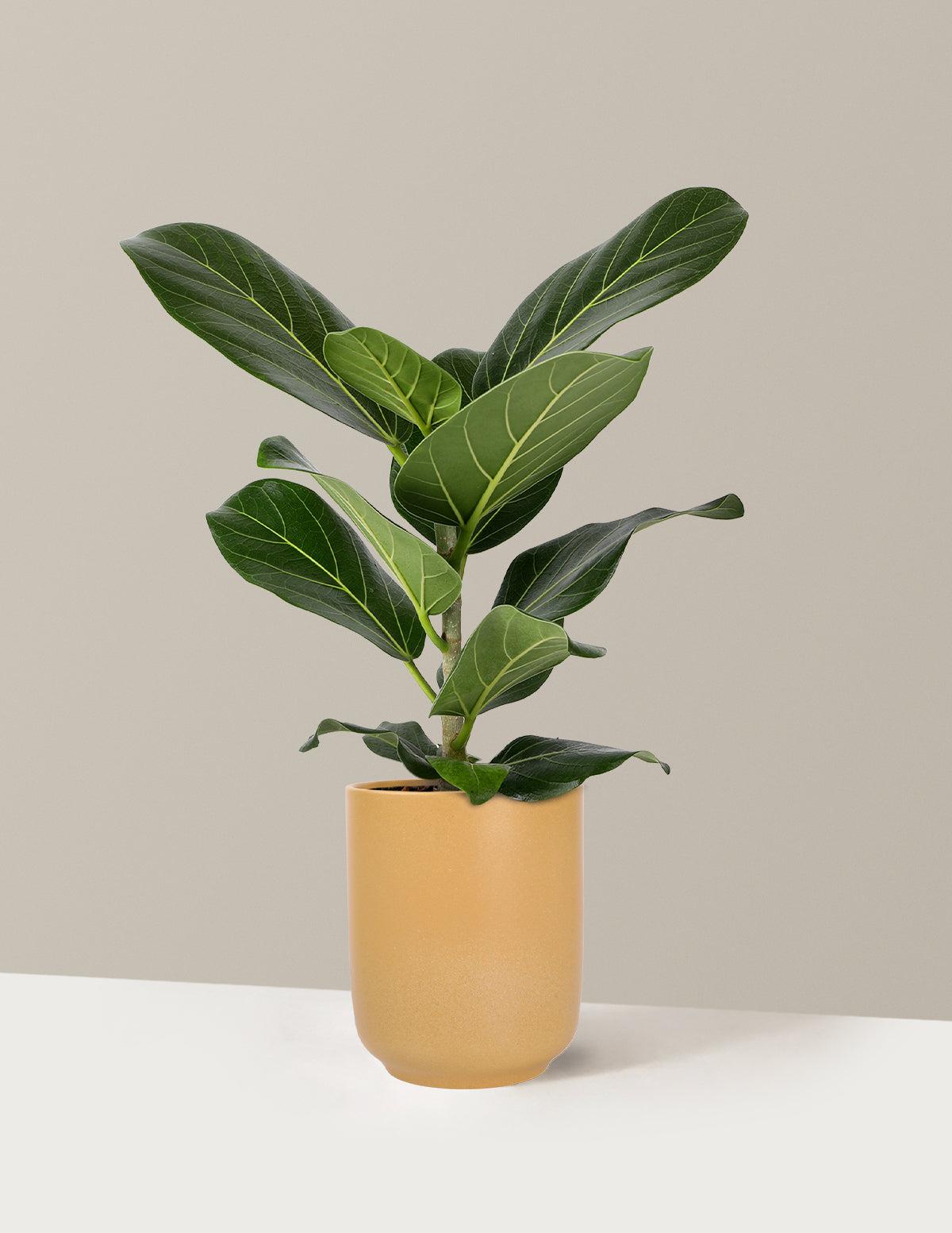 Ficus Audrey Bush