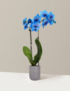 Cosmic Ocean Kaleidoscope Orchid