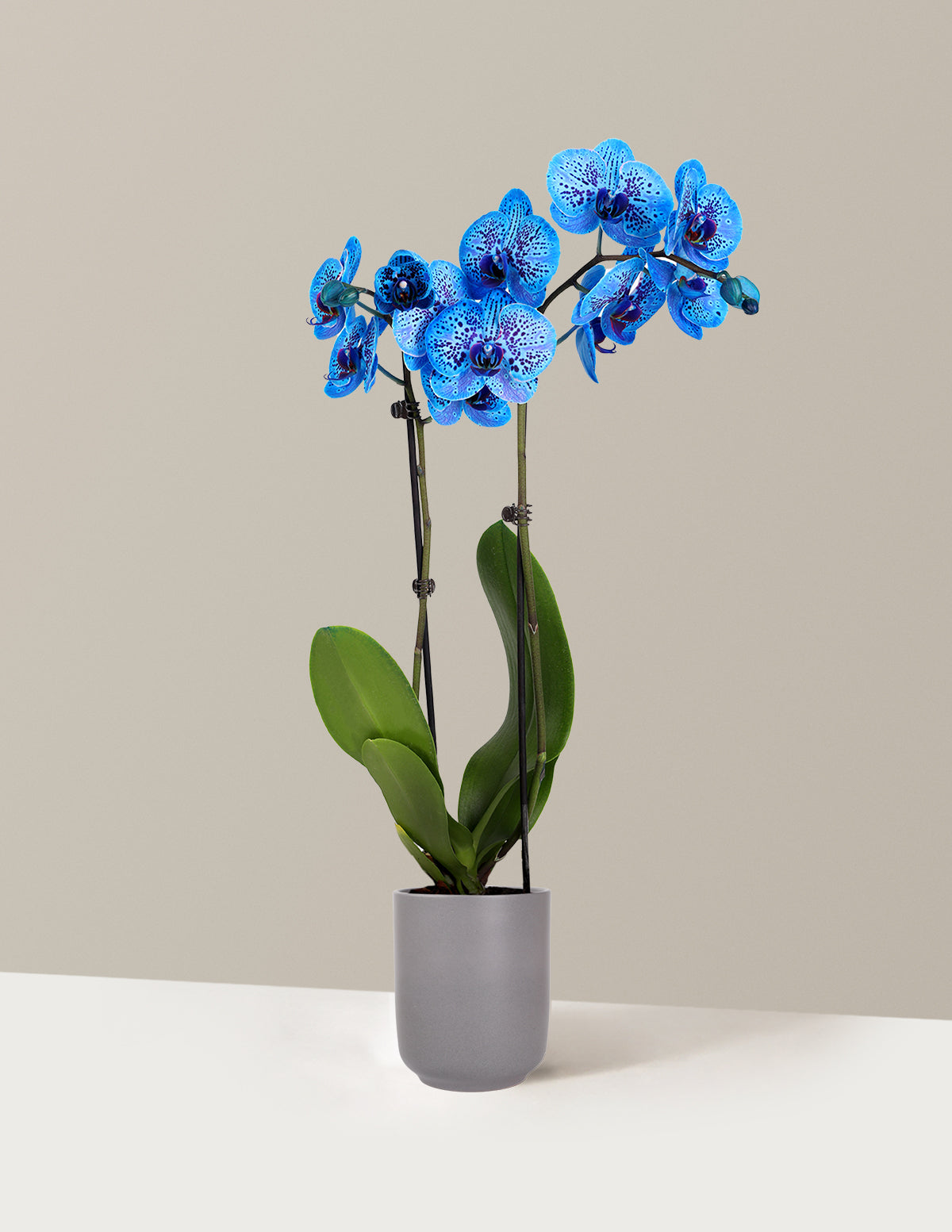 Cosmic Ocean Kaleidoscope Orchid
