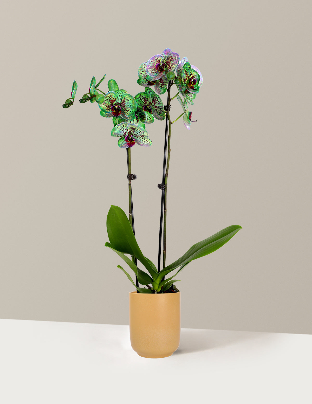 Mystic Emerald Kaleidoscope Orchid