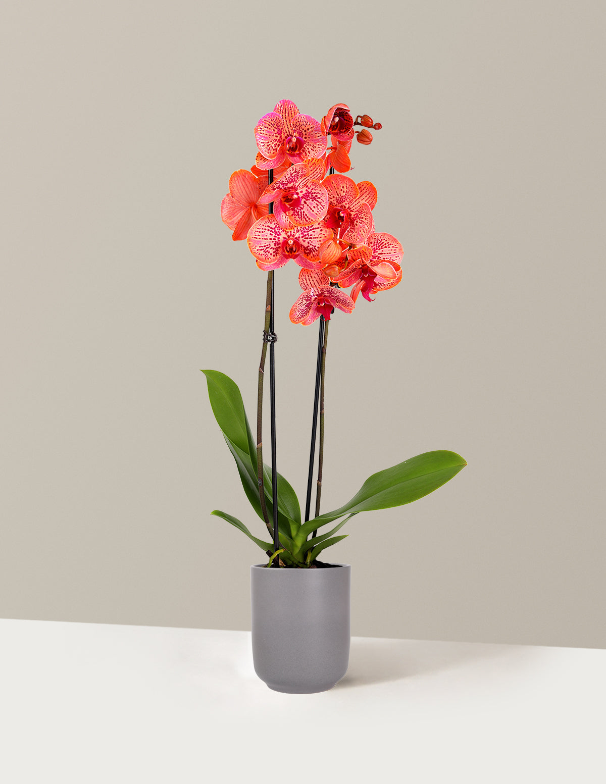 Electric Tangerine Kaleidoscope Orchid