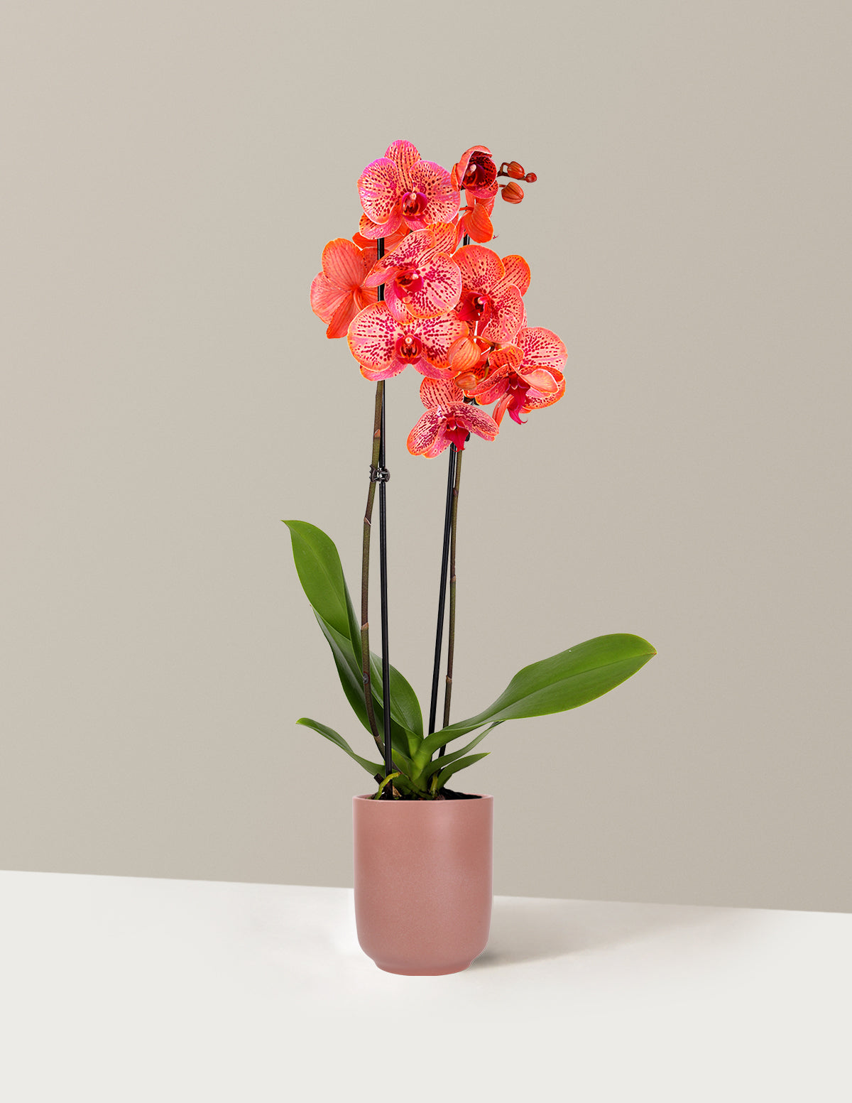 Electric Tangerine Kaleidoscope Orchid
