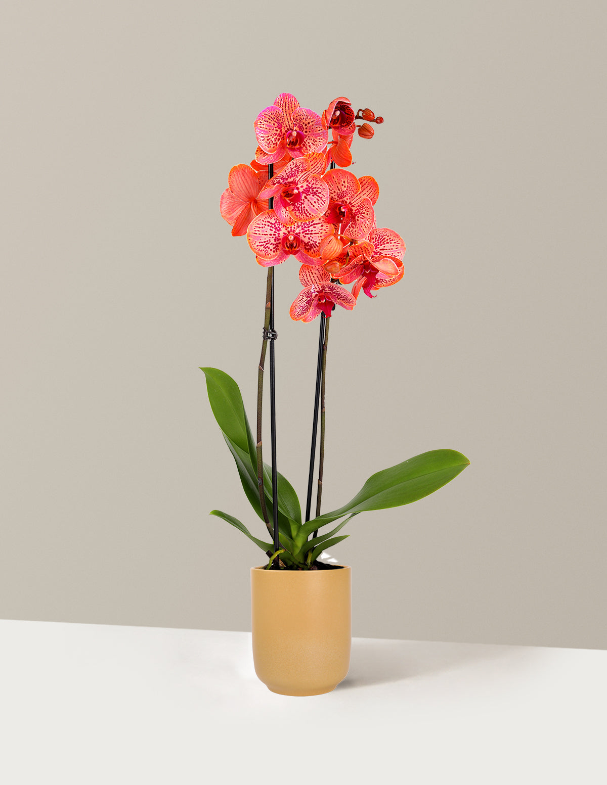 Electric Tangerine Kaleidoscope Orchid