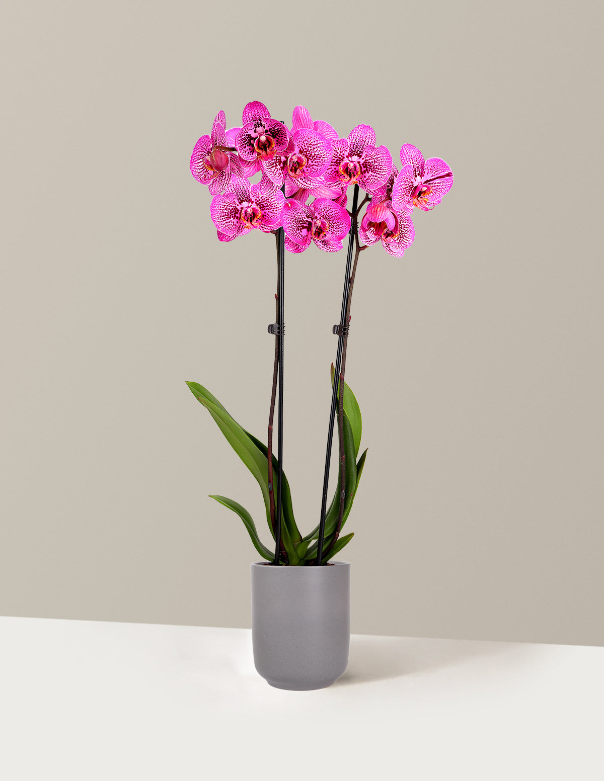 Prism Rose Kaleidoscope Orchid
