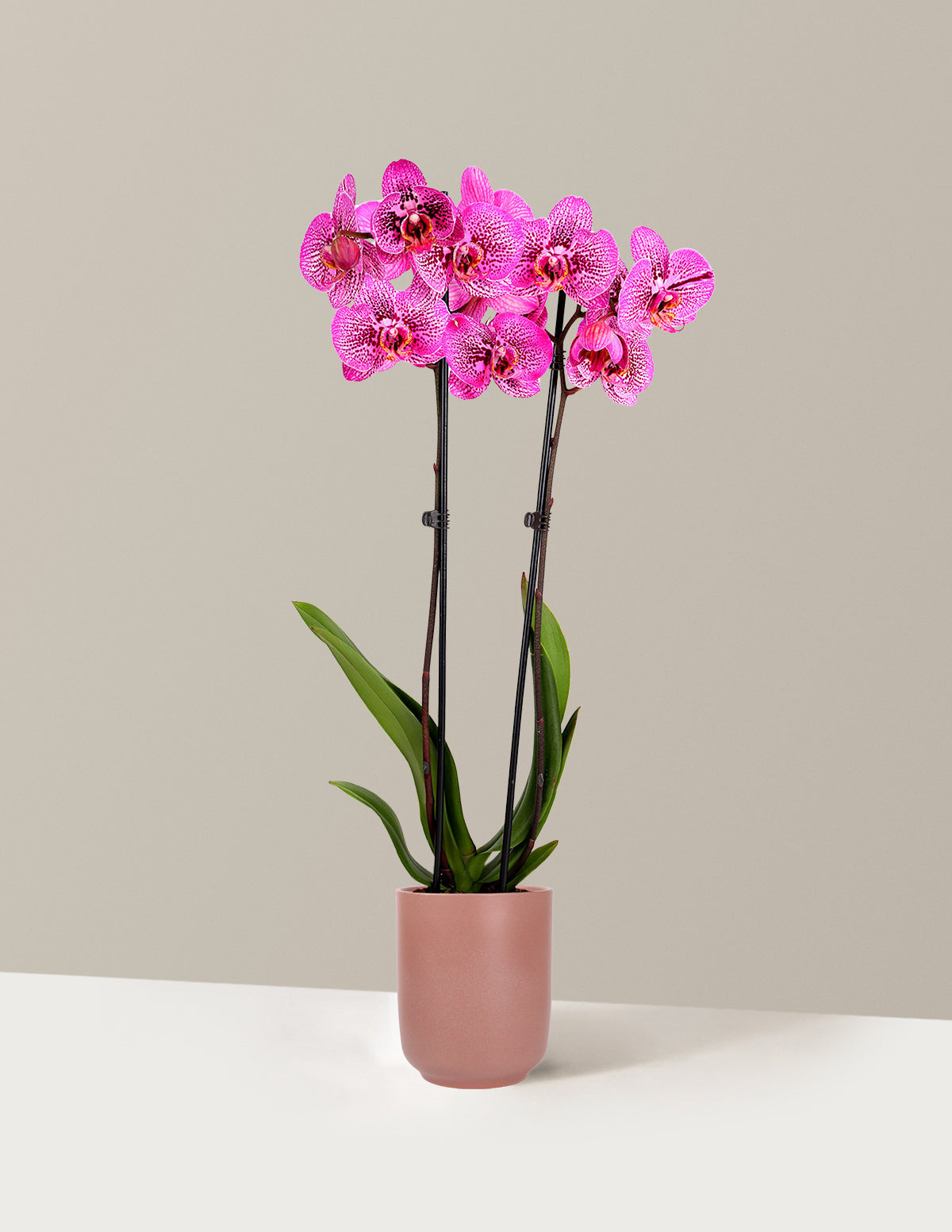 Prism Rose Kaleidoscope Orchid