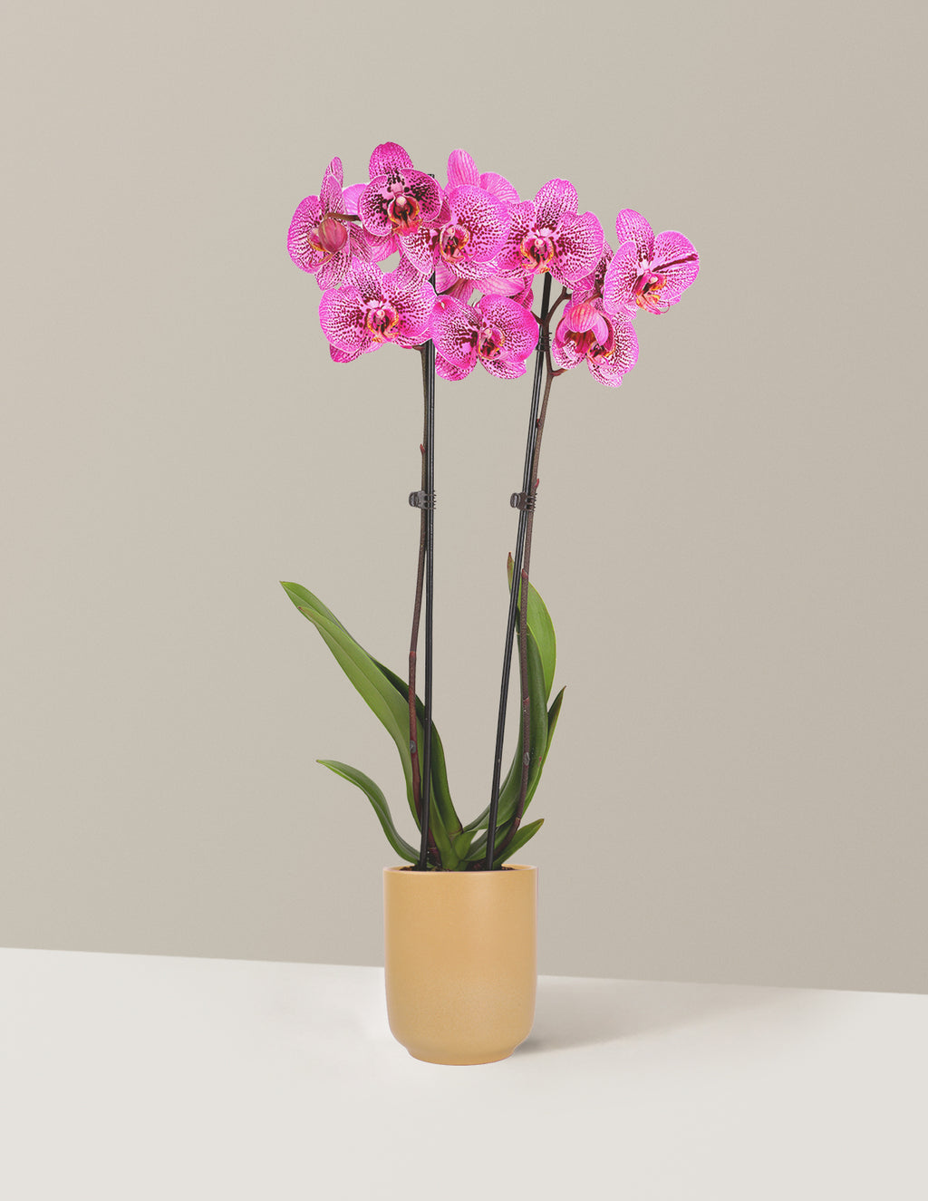 Prism Rose Kaleidoscope Orchid
