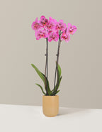 Prism Rose Kaleidoscope Orchid