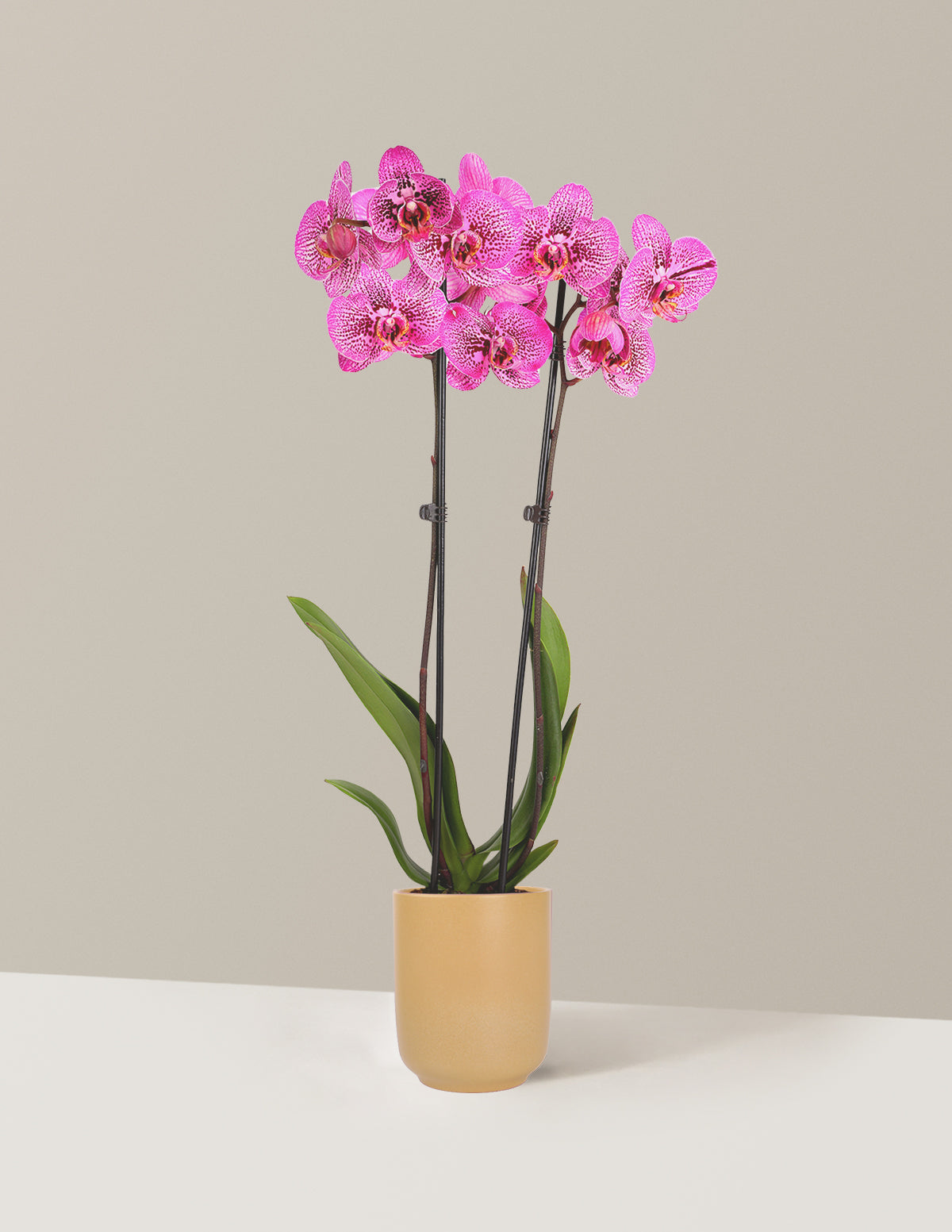 Prism Rose Kaleidoscope Orchid