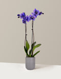 Amethyst Dream Kaleidoscope Orchid