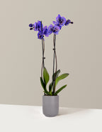 Amethyst Dream Kaleidoscope Orchid