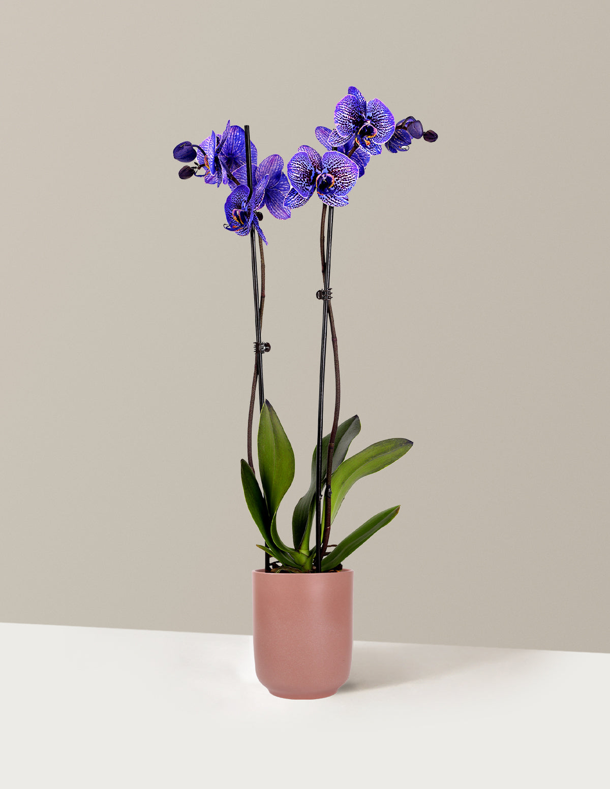 Amethyst Dream Kaleidoscope Orchid
