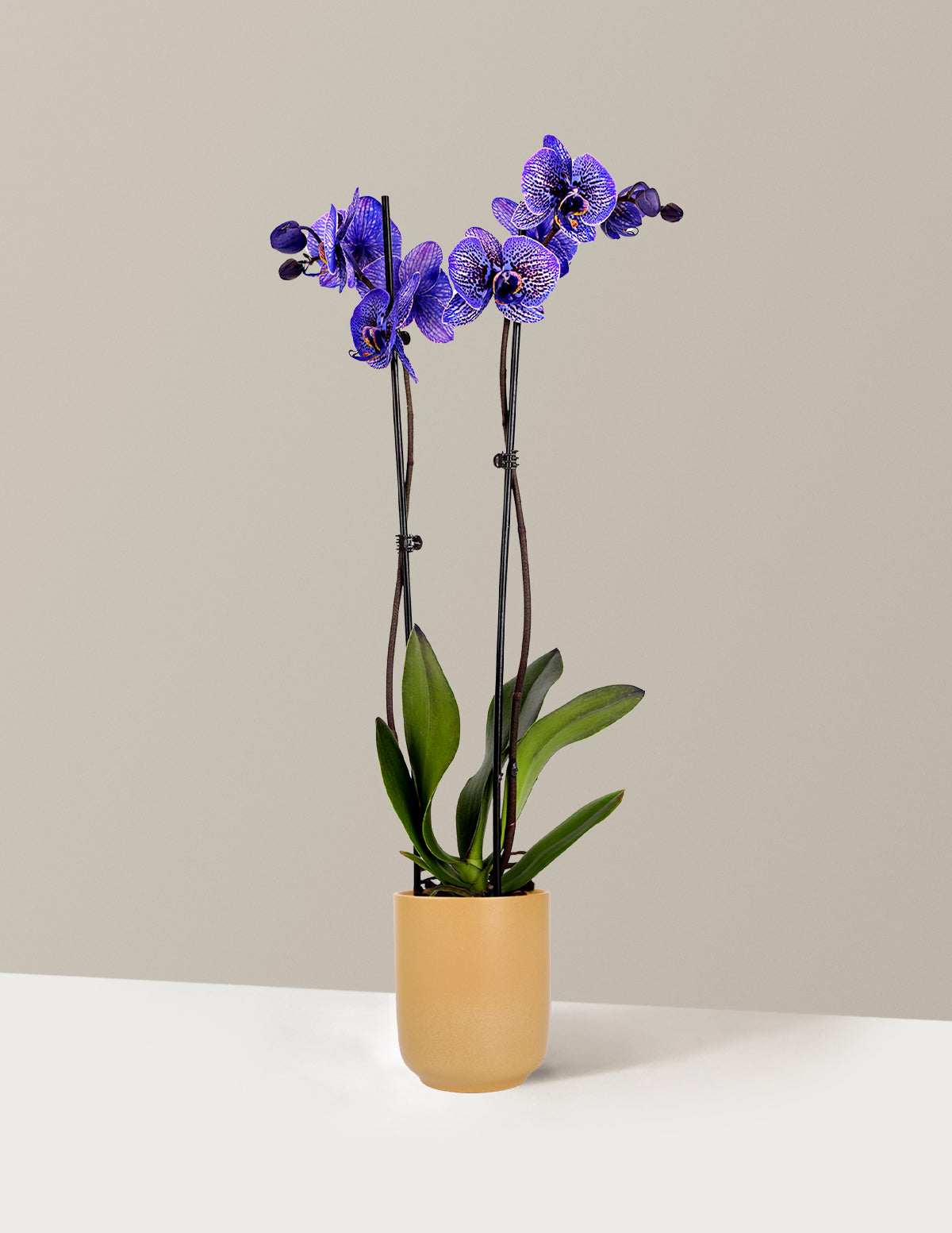 Amethyst Dream Kaleidoscope Orchid