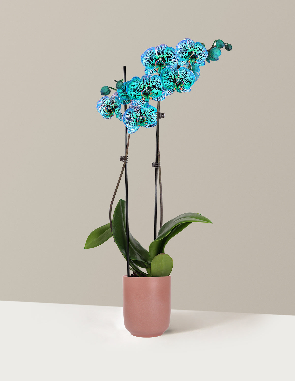 Tropical Turquoise Kaleidoscope Orchid
