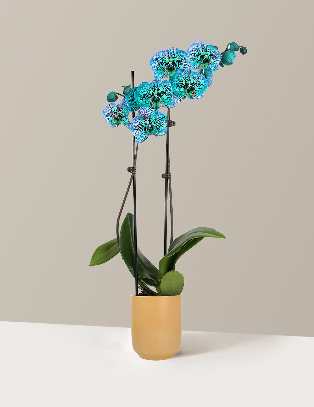 Tropical Turquoise Kaleidoscope Orchid