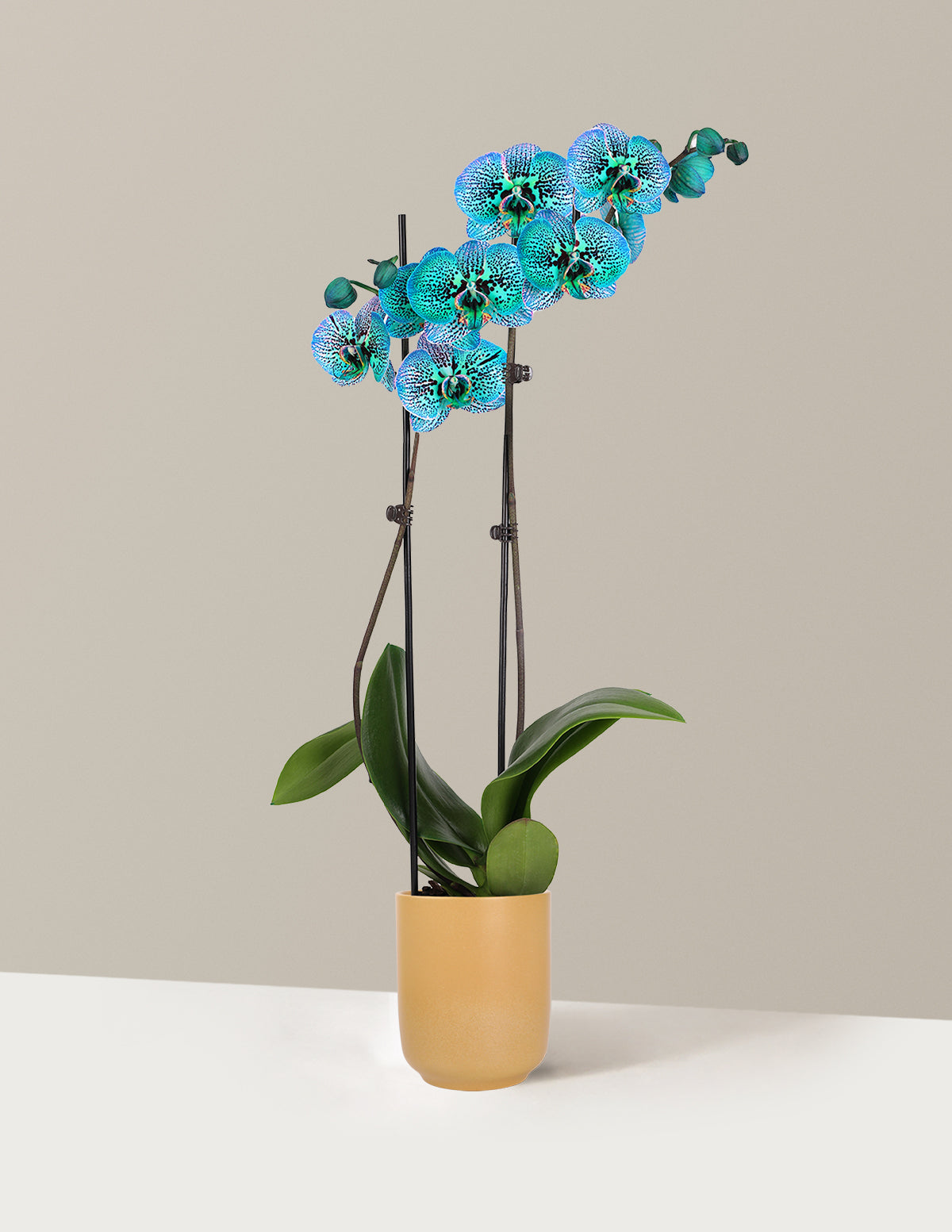 Tropical Turquoise Kaleidoscope Orchid
