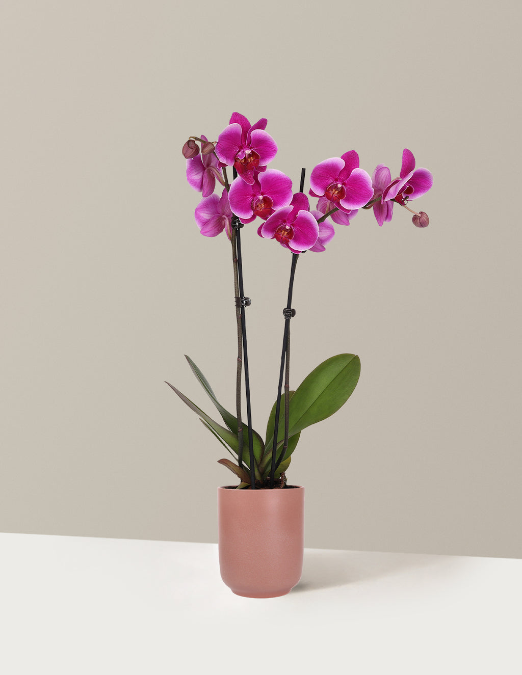 Purple Orchid