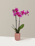 Purple Orchid
