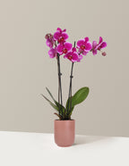 Purple Orchid