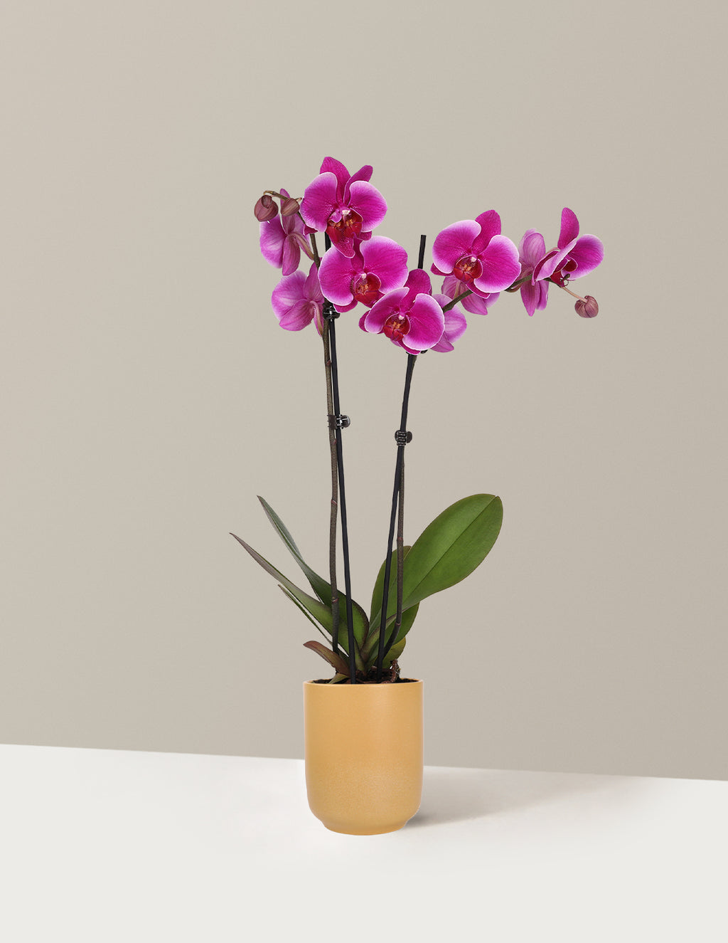 Purple Orchid